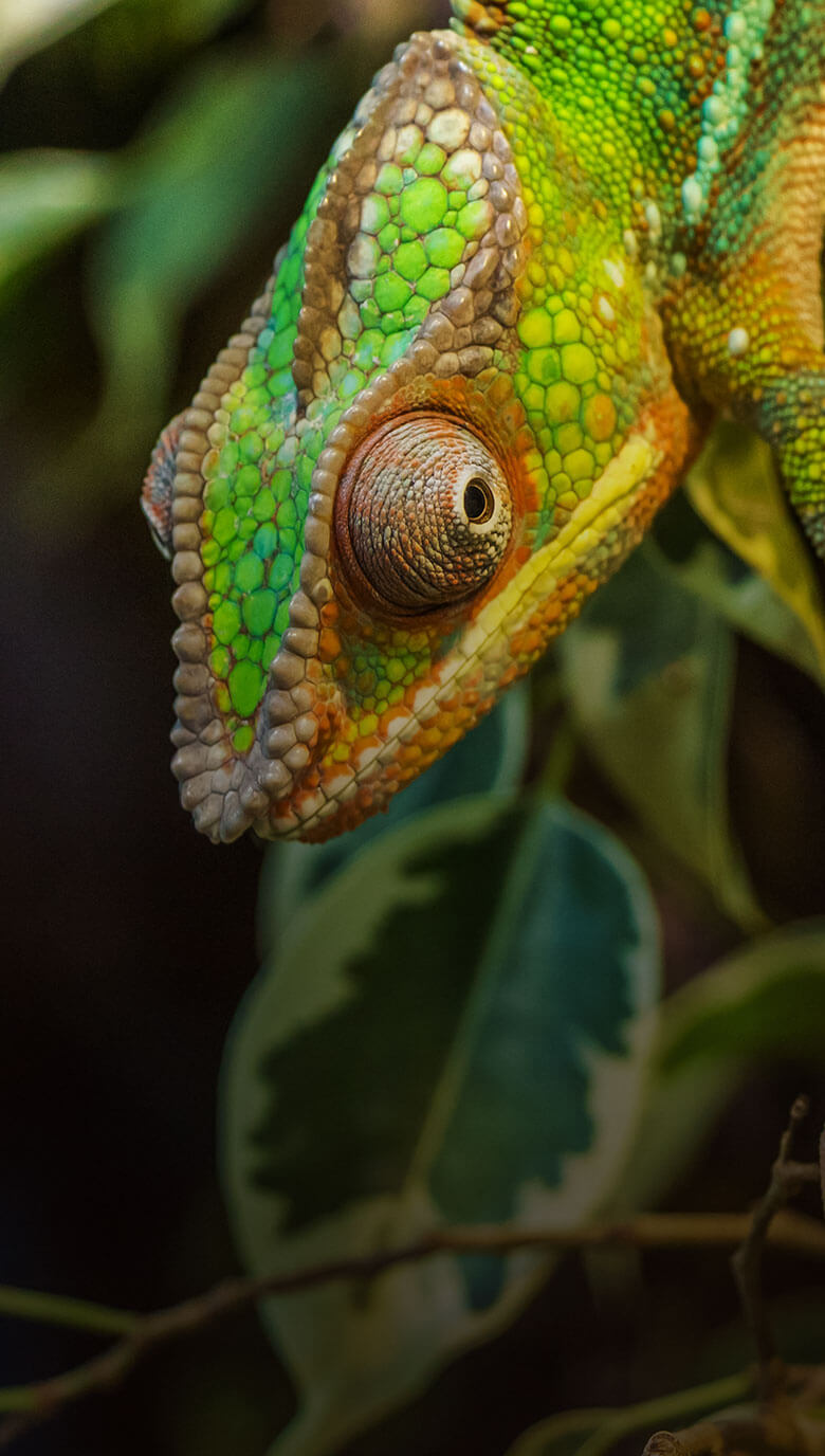 Caméléon