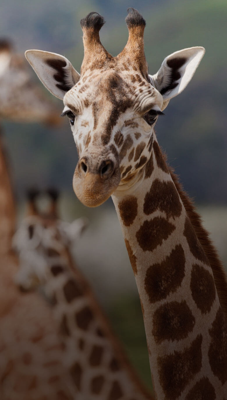 Girafe